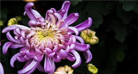 紫色菊花的花语（揭示紫色菊花的深意与象征）