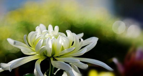 菊花花语的深层寓意（探索菊花所代表的情感与象征）