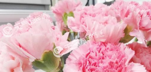 康乃馨花的颜色代表及其含义（一朵花）
