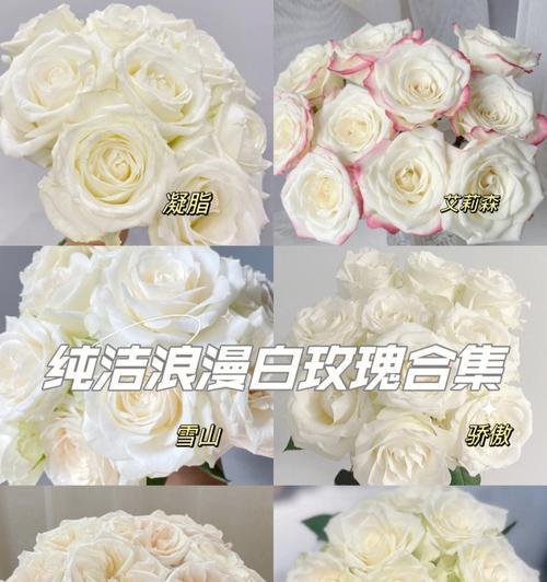 枯萎的白玫瑰（带着悲伤的花朵）