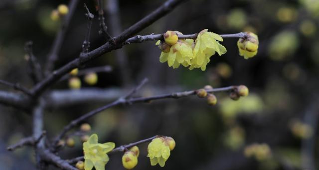 腊梅花的寓意与象征——坚韧不拔，勇往直前（探索腊梅花的魅力与内涵）