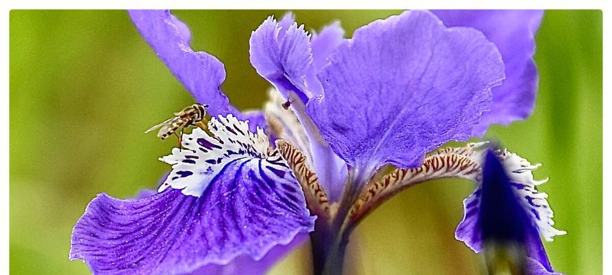 蓝蝴蝶花语的深刻寓意（探索花卉语言中的蓝蝴蝶之谜）