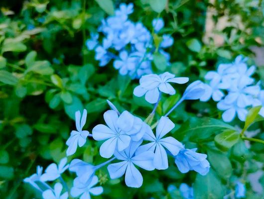 蓝花丹的花语与寓意（探寻蓝花丹的花语和象征意义）