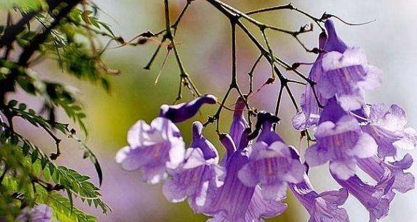 蓝花楹花语与美好祝愿（探秘蓝花楹传递的花语与祝福）