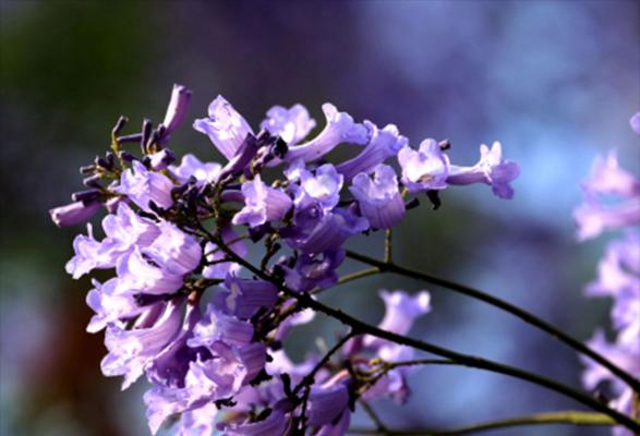 蓝花楹花语与美好祝愿（探秘蓝花楹传递的花语与祝福）