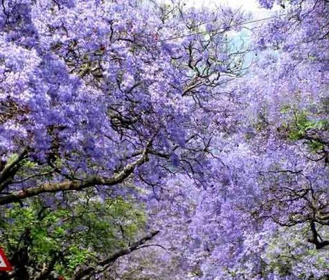 蓝花楹的花语寓意是什么（探究蓝花楹的象征意义及传承文化）