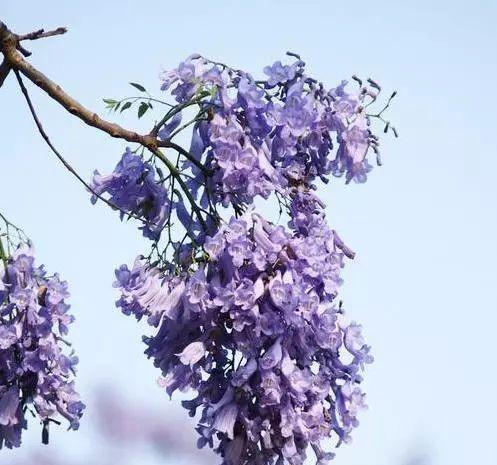 蓝花楹的花语寓意是什么（探究蓝花楹的象征意义及传承文化）