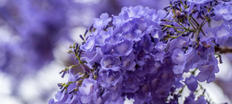 蓝花楹（一朵蓝花楹的崛起与成长）