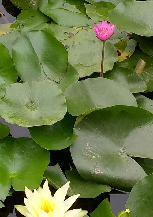 蓝莲花的花语与意义（蓝莲花）