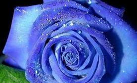 以蓝玫瑰代表的含义——寻找希望与神秘的象征（解读蓝玫瑰的意义）