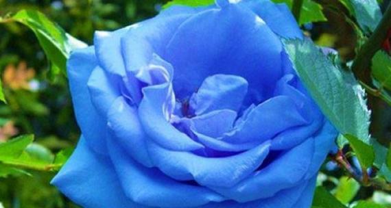 以蓝玫瑰代表的含义——寻找希望与神秘的象征（解读蓝玫瑰的意义）