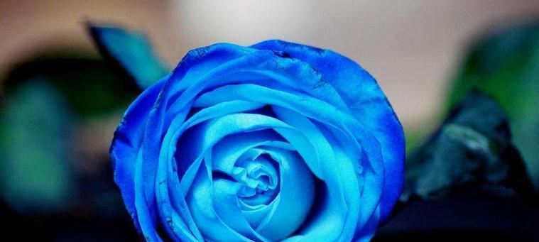 蓝玫瑰的神秘含义与象征（探寻蓝玫瑰背后的隐秘密码）