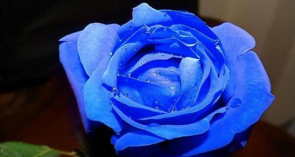 碎冰蓝玫瑰的花语与寓意（神秘而绚丽）