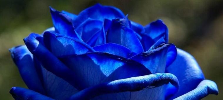 以蓝玫瑰象征着什么（探寻蓝玫瑰的神秘意义）