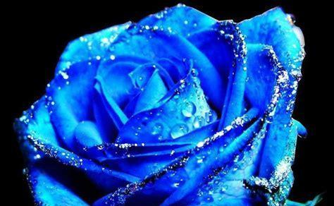 以蓝玫瑰象征着什么（探寻蓝玫瑰的神秘意义）