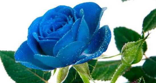蓝玫瑰的象征意义及其美丽之谜（探究蓝玫瑰的神秘与独特魅力）