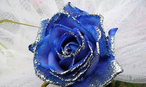 蓝玫瑰的象征意义及其美丽之谜（探究蓝玫瑰的神秘与独特魅力）