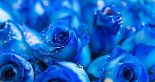 以蓝色玫瑰花代表的花语（探寻蓝色玫瑰的神秘魅力与含义）
