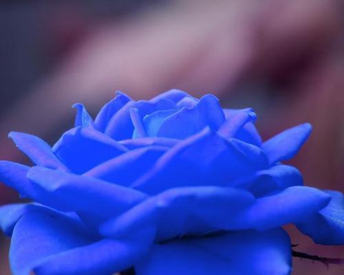 蓝色玫瑰花的花语解读（探寻蓝色玫瑰的奇妙含义）