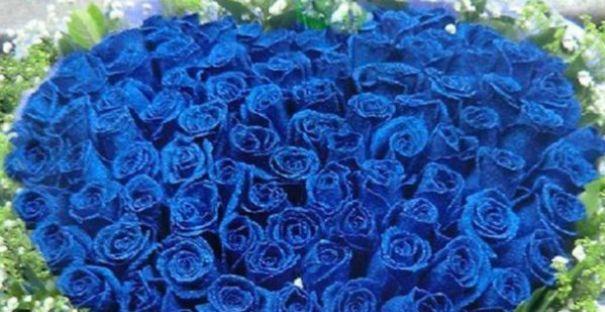 蓝色玫瑰花语（诠释自由和奇迹的蓝色魅力）