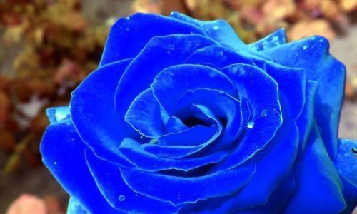 蓝色玫瑰花语（探寻蓝色玫瑰花语的深意与象征）