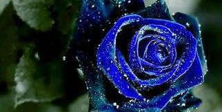 蓝色玫瑰花语（探寻蓝色玫瑰花语的深意与象征）