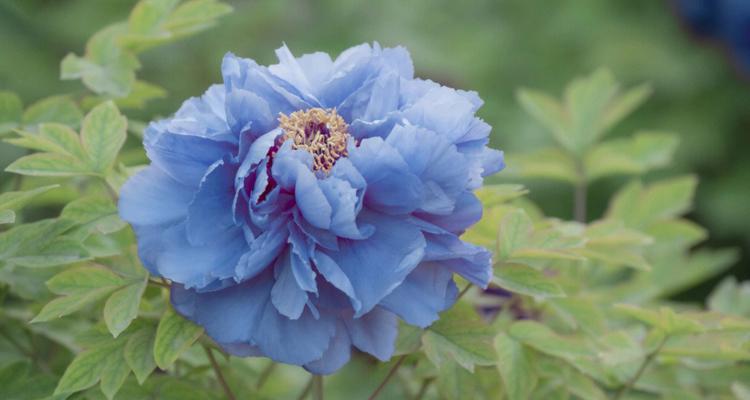 蓝色牡丹花的象征意义及文化传承（解读蓝色牡丹花的独特魅力与历史渊源）