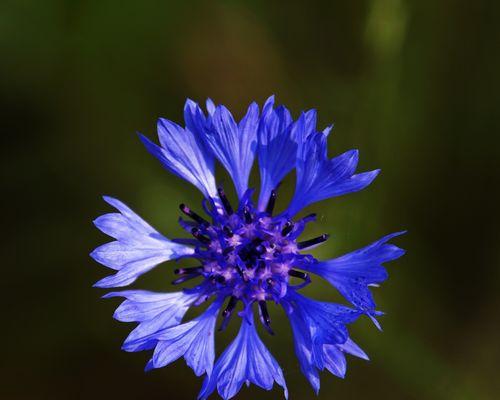 蓝色矢车菊的花语（守望幸福的明亮之花）