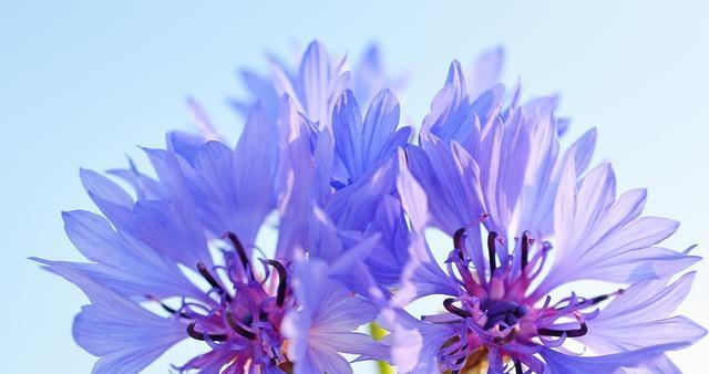 蓝色矢车菊的花语（守望幸福的明亮之花）