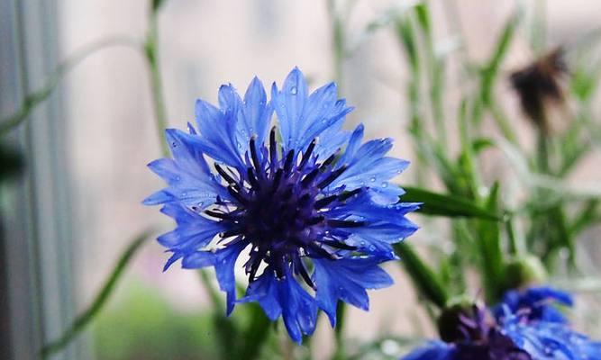 蓝色矢车菊的花语（以蓝色矢车菊为象征的花语与寓意）