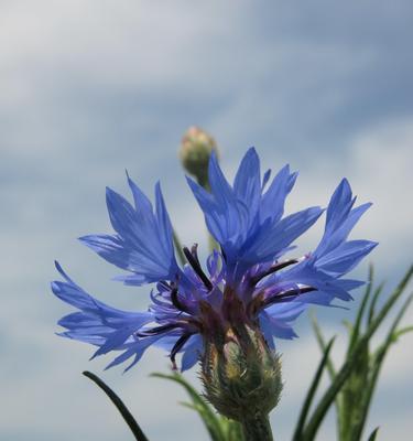 蓝色矢车菊的花语与意义（探索蓝色矢车菊的美丽寓意）