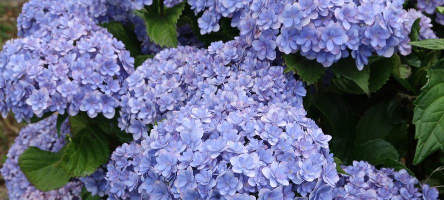 蓝色绣球花的花语——美丽与祝福的象征（蓝色绣球花花语解析及其在生活中的应用）