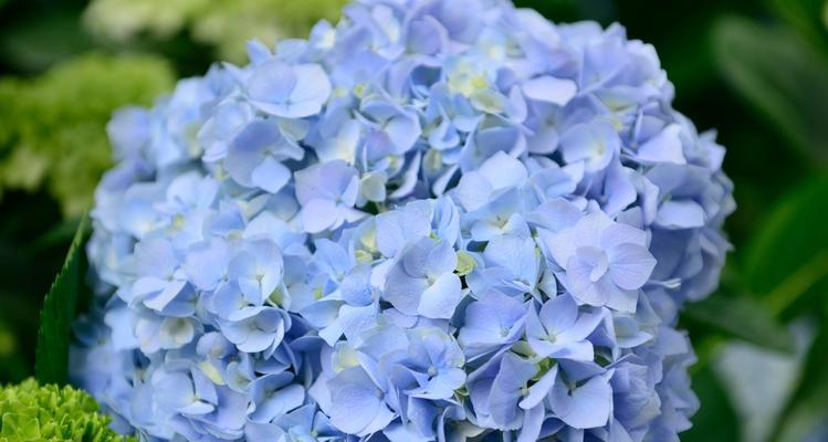 蓝色绣球花的美丽寓意（揭秘绣球花的花语和象征意义）