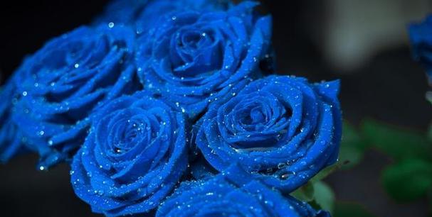 蓝色妖姬（以蓝色妖姬代表的花语及其传达的情感与寓意）