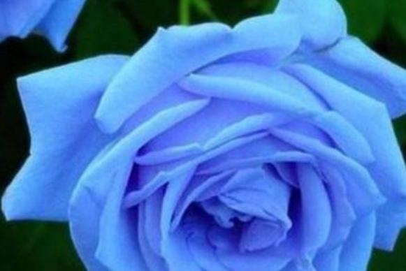 蓝色妖姬（以蓝色妖姬代表的花语及其传达的情感与寓意）