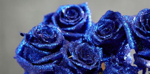 蓝色妖姬的花语和象征意义（探索蓝色妖姬的神秘魅力和情感寓意）