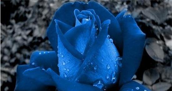 九朵蓝色妖姬的花语之秘——花瓣中的古老传说（揭开九朵蓝色妖姬的神秘面纱）