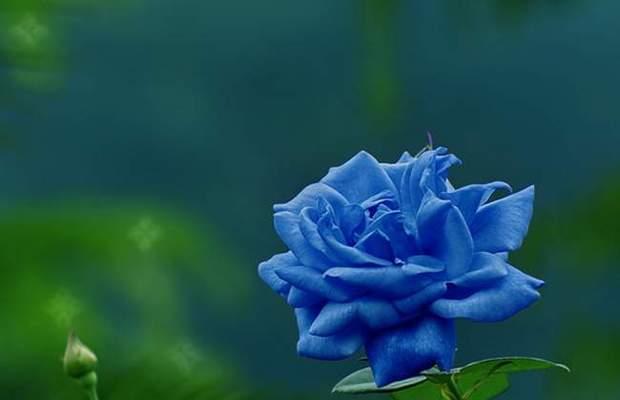 九朵蓝色妖姬的花语之秘——花瓣中的古老传说（揭开九朵蓝色妖姬的神秘面纱）