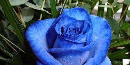 蓝色妖姬的寓意与花语解读（深邃之色）