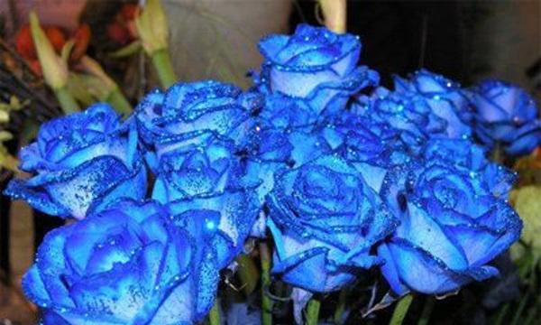 蓝色妖姬图片与花语之魅力（探索蓝色妖姬图片与花语背后的意义）