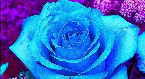 蓝色妖姬图片与花语之魅力（探索蓝色妖姬图片与花语背后的意义）