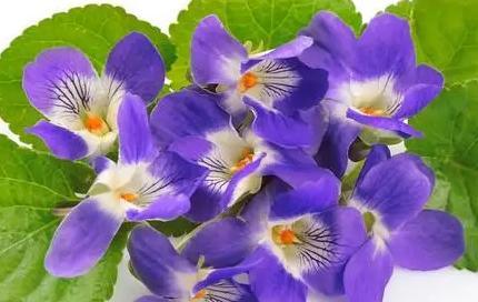 蓝色紫罗兰花语（探寻蓝色紫罗兰的花语）