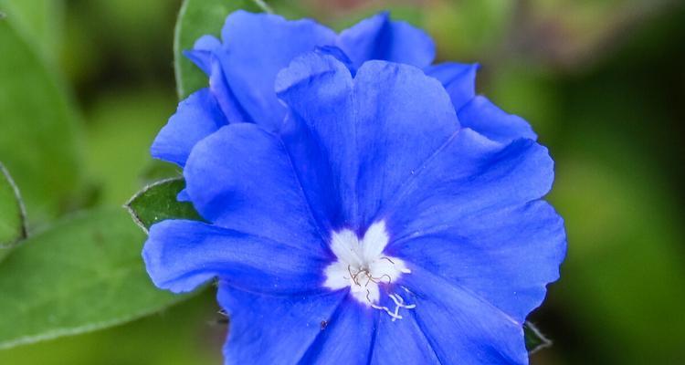 蓝星花的花语与其寓意（探秘蓝星花）