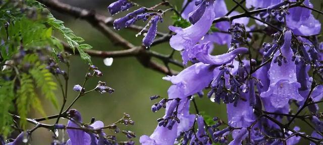 以蓝楹花花语是什么意思（解读蓝楹花的寓意与象征）