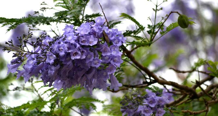 蓝楹花语——爱情的希望与忠诚（绽放在心灵深处的蓝色梦幻之花）