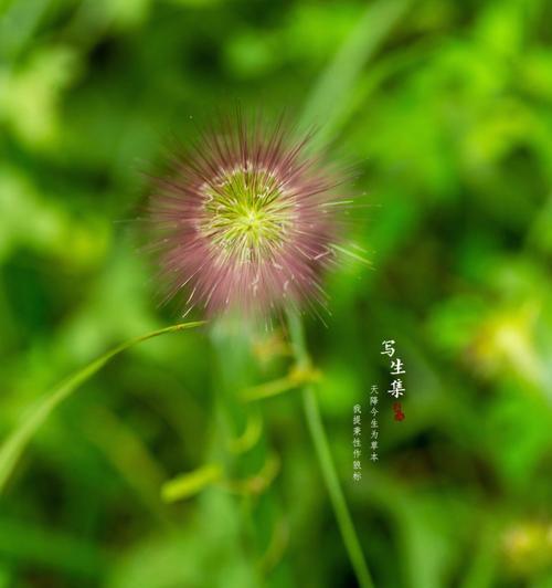 狼尾草的花语及其意义（揭示狼尾草花语的深层含义）