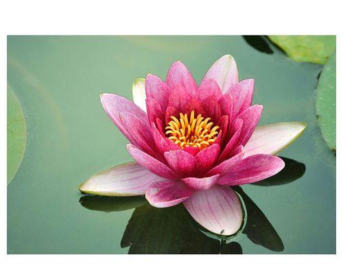 莲花的寓意和象征（探索莲花的美丽之意）