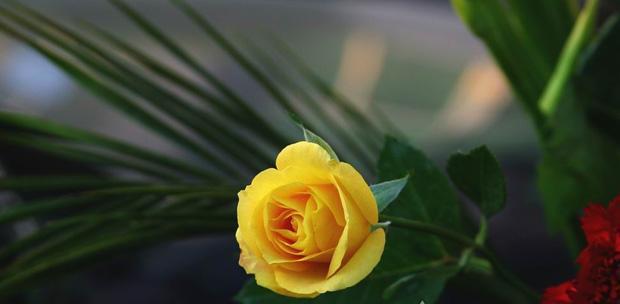 两朵黄玫瑰的象征意义（探寻黄玫瑰背后的故事与情感）