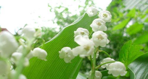 铃兰花的花语和传说（揭开铃兰花的花海奇迹）