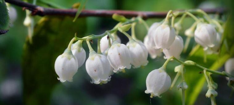 铃兰花的花语与传说（穿越时空的芬芳）